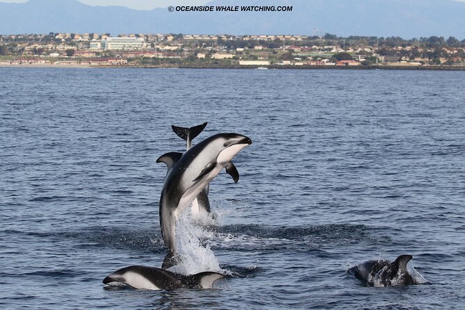 Two-Hour Luxury Whale Watching Tour from Oceanside - Weather and timing: why some trips get rescheduled