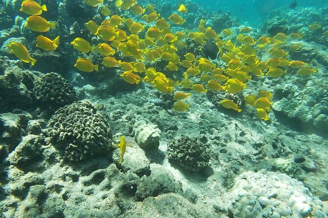 Two Reef Snorkel Trip-See Captain Cook Monument & Sea Caves - Key Highlights You’ll Feel on This Kona Snorkel