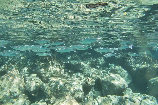 Two Reef Snorkel Trip-See Captain Cook Monument & Sea Caves - Kealakekua Bay: Calm Water, Clear Visibility, and Lots of Fish