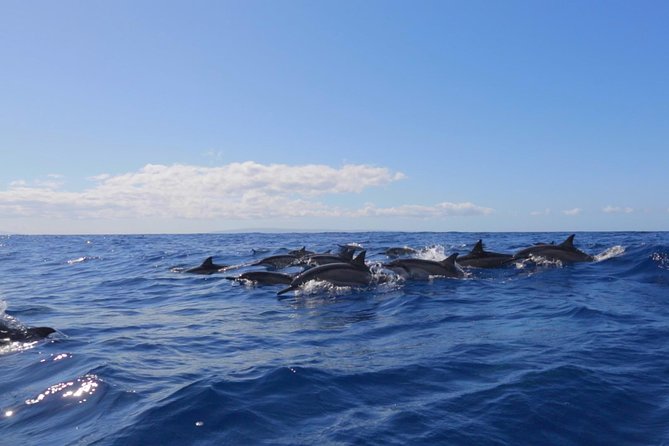 Ultimate 4 Hour Lanai Snorkel and Dolphin Encounter - Why Lanai snorkeling beats the big-tour pattern