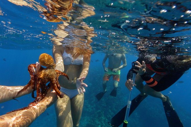 Ultimate 4 Hour Lanai Snorkel and Dolphin Encounter - Dolphins and whale season: when you should expect more