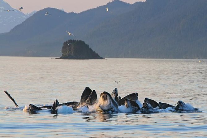 Ultimate Juneau Whale Watch and Mendenhall Glacier View - A quick snapshot of this Juneau whale watch plus Mendenhall
