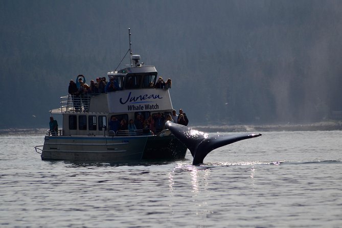 Ultimate Juneau Whale Watch and Mendenhall Glacier View - Key things that make this tour work (and feel worth it)