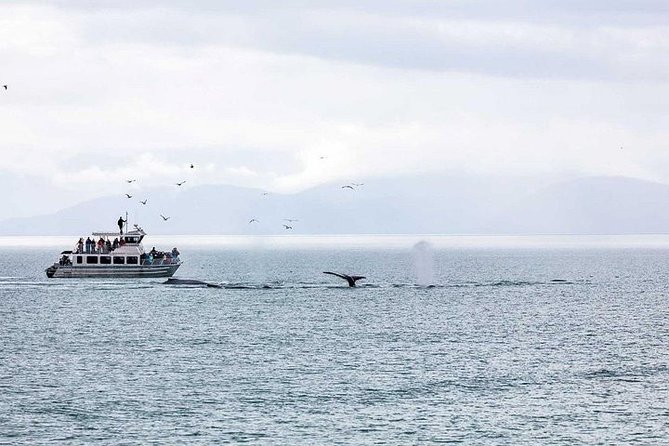 Ultimate Juneau Whale Watch and Mendenhall Glacier View - Getting to Auke Bay Harbor: the Mt. Roberts Tram meeting point