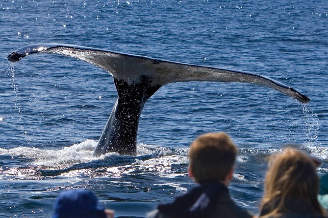 Ultimate Whale Watch and Tracy's Crab Shack Combo - Key points before you go