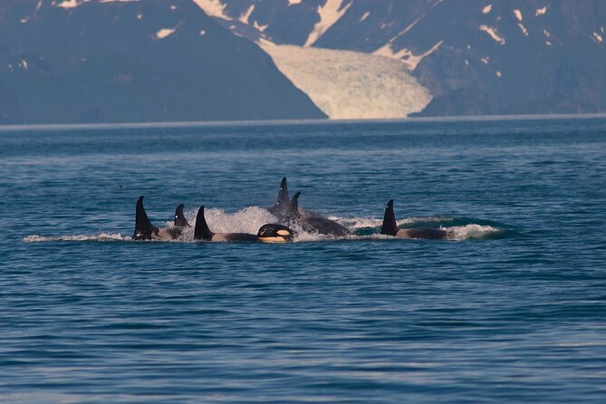 Ultimate Whale Watch and Tracy's Crab Shack Combo - Juneau whale watch with Juneau Tours: what the 3 hours are for