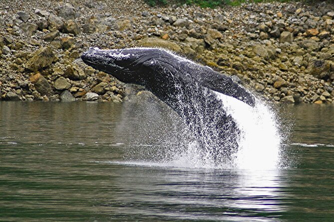 Ultimate Whale Watch and Tracy's Crab Shack Combo - Getting from the tram to the dock, and back again