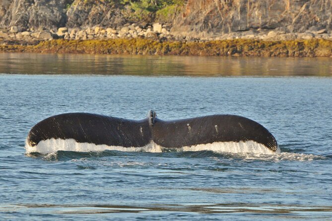 Ultimate Whale Watch and Tracy's Crab Shack Combo - Tracy’s crab combo: food included, timing handled