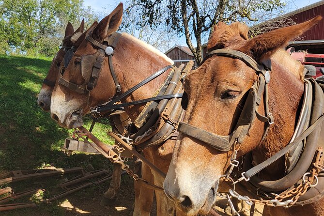 Unique Amish Immersion in Lancaster - Key Highlights That Make This Amish Tour Worth It