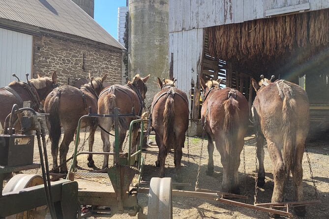 Unique Amish Immersion in Lancaster - Why This Lancaster Amish Tour Feels Different From Usual Sightseeing