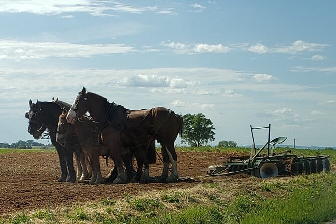 Unique Amish Immersion in Lancaster - Value, Timing, and What You Should Bring for a Smooth 3 Hours