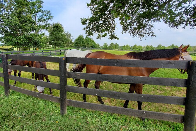 Unique Horse Farm Tours with Insider Access to Private Farms - The Thoroughbred Center: yearling swimming up close