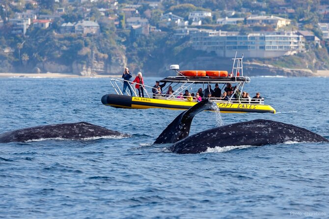 Up-Close Dolphin & Whale Watching Zodiac Adventure in Dana Point - Key Things to Know Before You Go