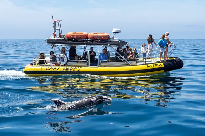 Up-Close Dolphin & Whale Watching Zodiac Adventure in Dana Point - Dana Point’s Harbor Launch, Plus a More Personal Zodiac Feel