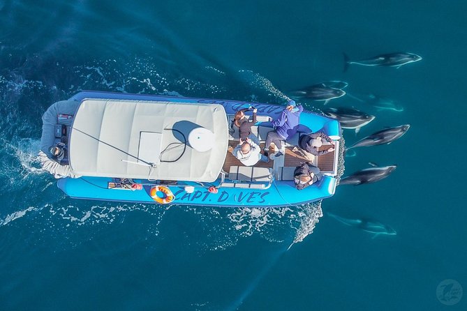 Up-Close Dolphin & Whale Watching Zodiac Adventure in Dana Point - Stop at Dana Point Harbor, Then the Dolphin and Whale Safari Search