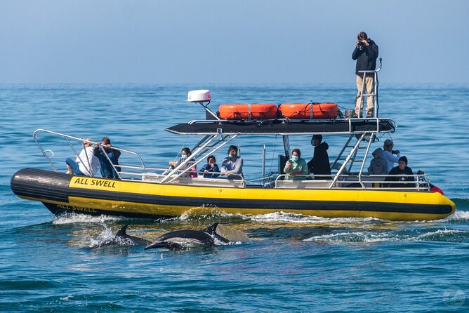 Up-Close Dolphin & Whale Watching Zodiac Adventure in Dana Point - Zodiac Speed, Comfort, and Motion Tips