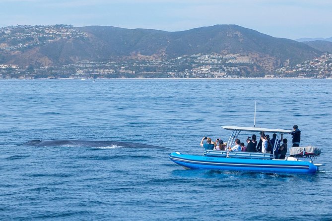 Up-Close Dolphin & Whale Watching Zodiac Adventure in Dana Point - Wildlife Guarantee: The Free-Return Value That Changes the Math
