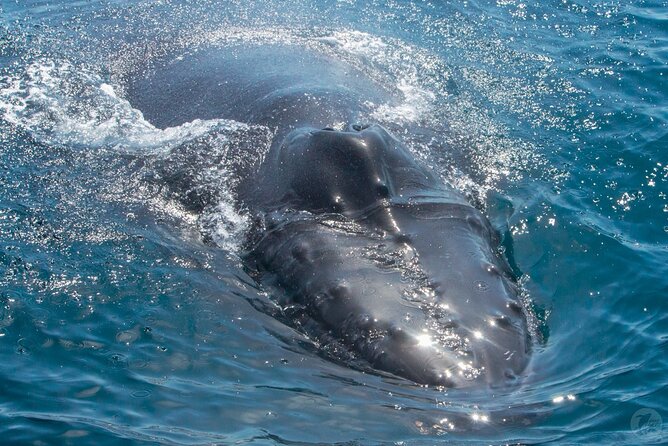 Up-Close Dolphin & Whale Watching Zodiac Adventure in Dana Point - What Else You Might Spot Besides Whales and Dolphins