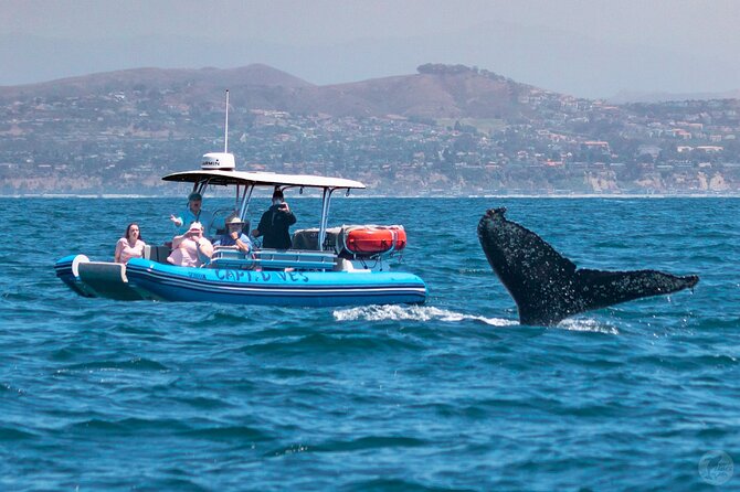 Up-Close Dolphin & Whale Watching Zodiac Adventure in Dana Point - Small Group Size, Big Difference in How You Experience the Hunt