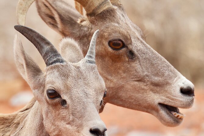Valley of Fire and Red Rock Canyon Day Tour from Las Vegas - The guides: how the day feels in the van