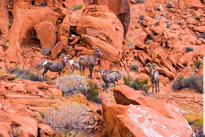 Valley of Fire State Park Day Tour from Las Vegas - Quick Takeaways