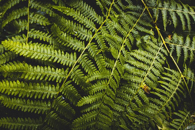 Visit Snoqualmie and Hike to Twin Falls (Transportation included) - Olallie State Park: Temperate Rainforest Walk and Tall Trees With Time on Your Side