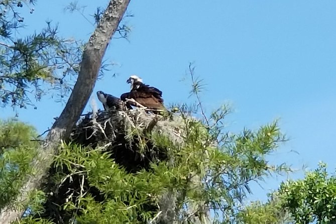 Waccamaw River Nature and Wildlife Tour - Key highlights at a glance