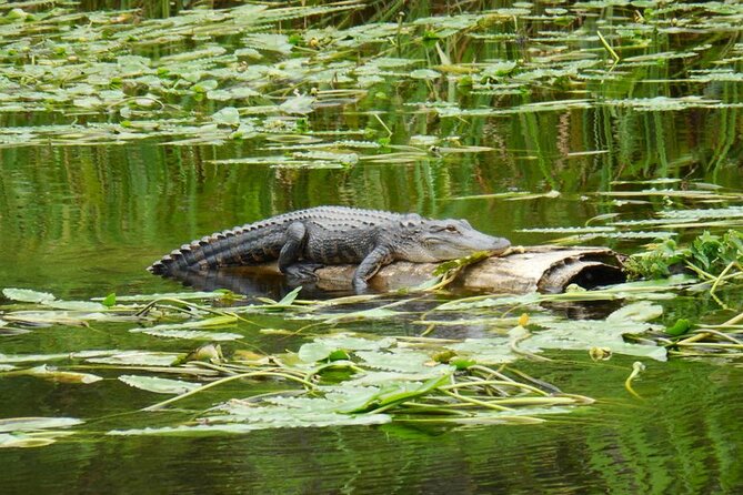 Waccamaw River Nature and Wildlife Tour - Price and what $46 buys you in real value