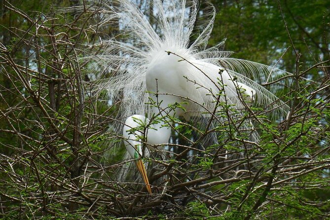 Waccamaw River Nature and Wildlife Tour - The ride experience: shaded, calm, and built for wildlife watching