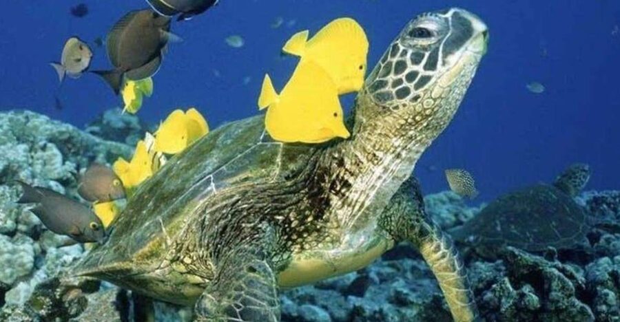 Waikiki Beach: Turtle Snorkeling and Sailing on Hāwea - Meeting at Duke Paoa Kahanamoku: Easy start, no check-in booth