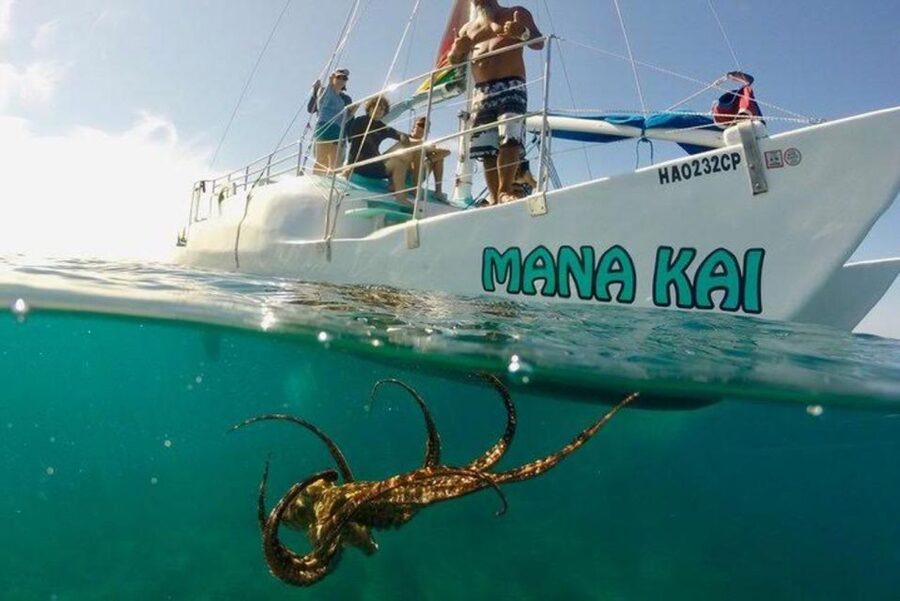 Waikiki Beach: Turtle Snorkeling and Sailing on Hāwea - How to get your best turtle sighting without overthinking it