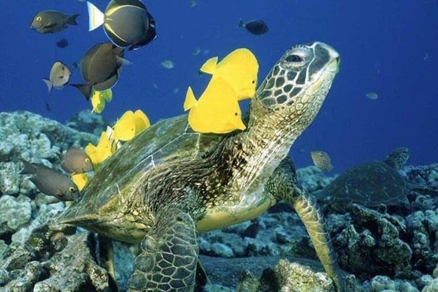 Waikiki Beach: Turtle Snorkeling and Sailing on Hāwea - Hāwea catamaran comfort, plus a crew that manages the water