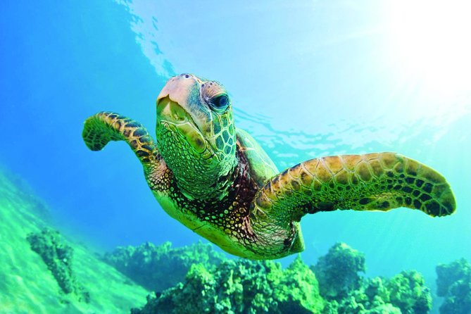 Waikiki Catamaran Snorkel Sail with Lunch: Turtles Guaranteed - Turtle Canyon Is the Star of This Waikiki Snorkel Sail