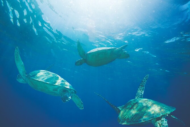 Waikiki Catamaran Snorkel Sail with Lunch: Turtles Guaranteed - Lunch, Drinks, and the Morning vs Midday Choice