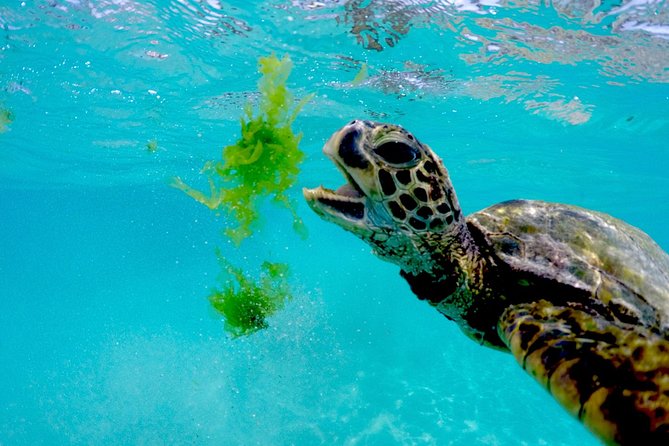 Waikiki Catamaran Snorkel Sail with Lunch: Turtles Guaranteed - How Long This Takes (and Why Some Trips Feel Shorter)