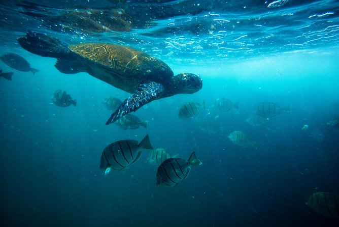 Waikiki Catamaran Snorkel Sail with Lunch: Turtles Guaranteed - The Turtle Canyon Snorkel: How the Setup Helps You See More