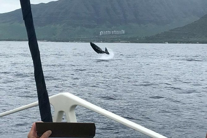 Waikiki Deluxe Catamaran Whale Watch - Waikiki Whale Watching That Actually Feels Like a Hunt