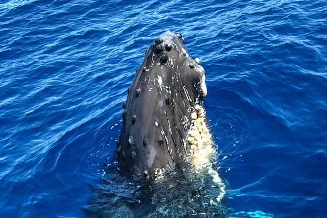 Waikiki Deluxe Catamaran Whale Watch - Stop 1: Kewalo Basin, Where Your Whale Scan Begins
