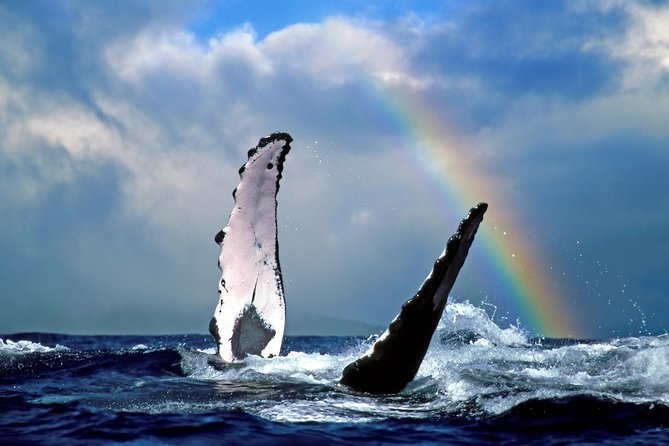 Waikiki Deluxe Catamaran Whale Watch - Stop 2: Waikiki Cruising, and the Whale-Spotting Game