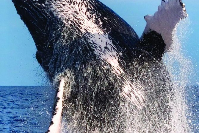 Waikiki Deluxe Catamaran Whale Watch - What the Crew Teaches During the Hunt