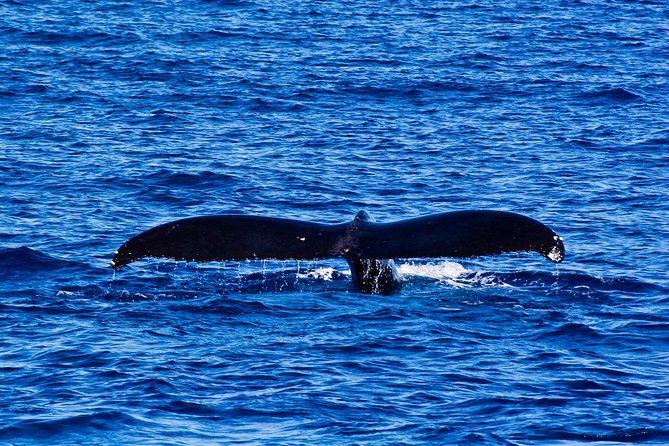Waikiki Deluxe Catamaran Whale Watch - Price and Value: What $89 Buys You in Real Terms