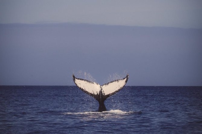 Waikiki Deluxe Catamaran Whale Watch - Comfort on the Water: Seating, Restrooms, and the Premium Bar