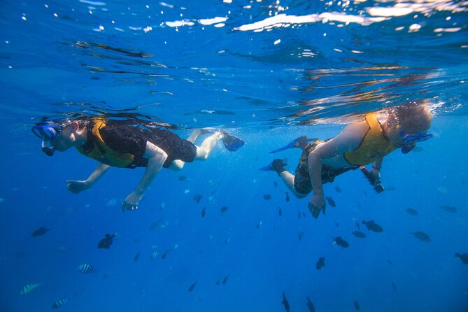 Waikiki, Hawaii: Deluxe Snorkel and Wildlife Cruise - Waikiki cruise basics: the mix of snorkeling, play, and sightseeing