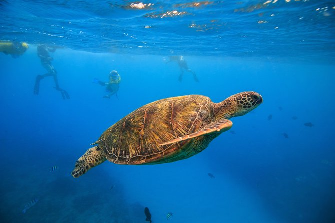 Waikiki, Hawaii: Turtle Canyon Snorkel Excursion - Quick take on the Turtle Canyon Snorkel Excursion
