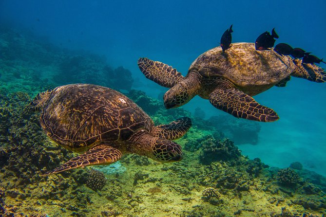 Waikiki, Hawaii: Turtle Canyon Snorkel Excursion - Waikiki Beach and Diamond Head Crater: the route stops you should picture