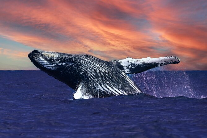 Waikiki, Oahu 2-Hour Whale Watching: Guaranteed Sightings - Key highlights worth your attention