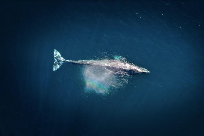 Waikiki, Oahu 2-Hour Whale Watching: Guaranteed Sightings - Other Wildlife Chances Beyond Humpbacks