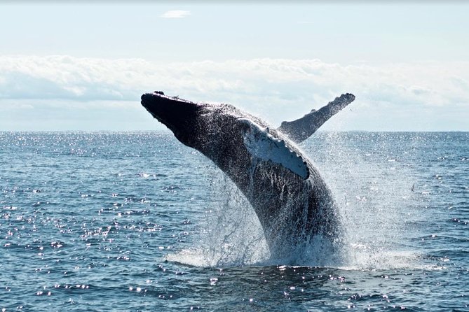 Waikiki, Oahu 2-Hour Whale Watching: Guaranteed Sightings - Guaranteed Sightings in Name, Free Return in Reality
