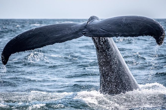 Waikiki, Oahu 2-Hour Whale Watching: Guaranteed Sightings - What Happens During the Whale Watching Point Stop