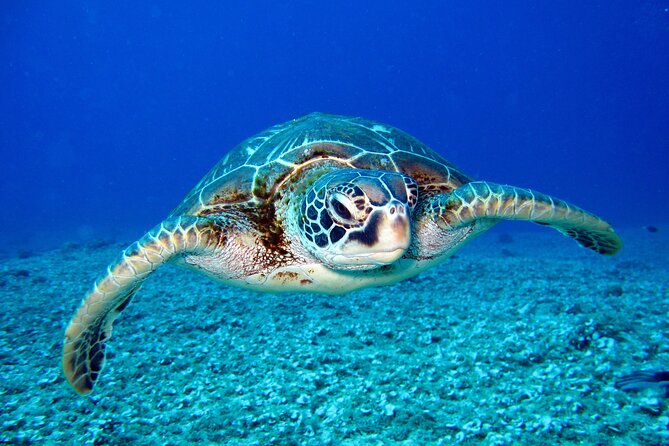 Waikiki: Turtle Canyon Snorkel - Why Turtle Canyon near Waikiki is worth your time